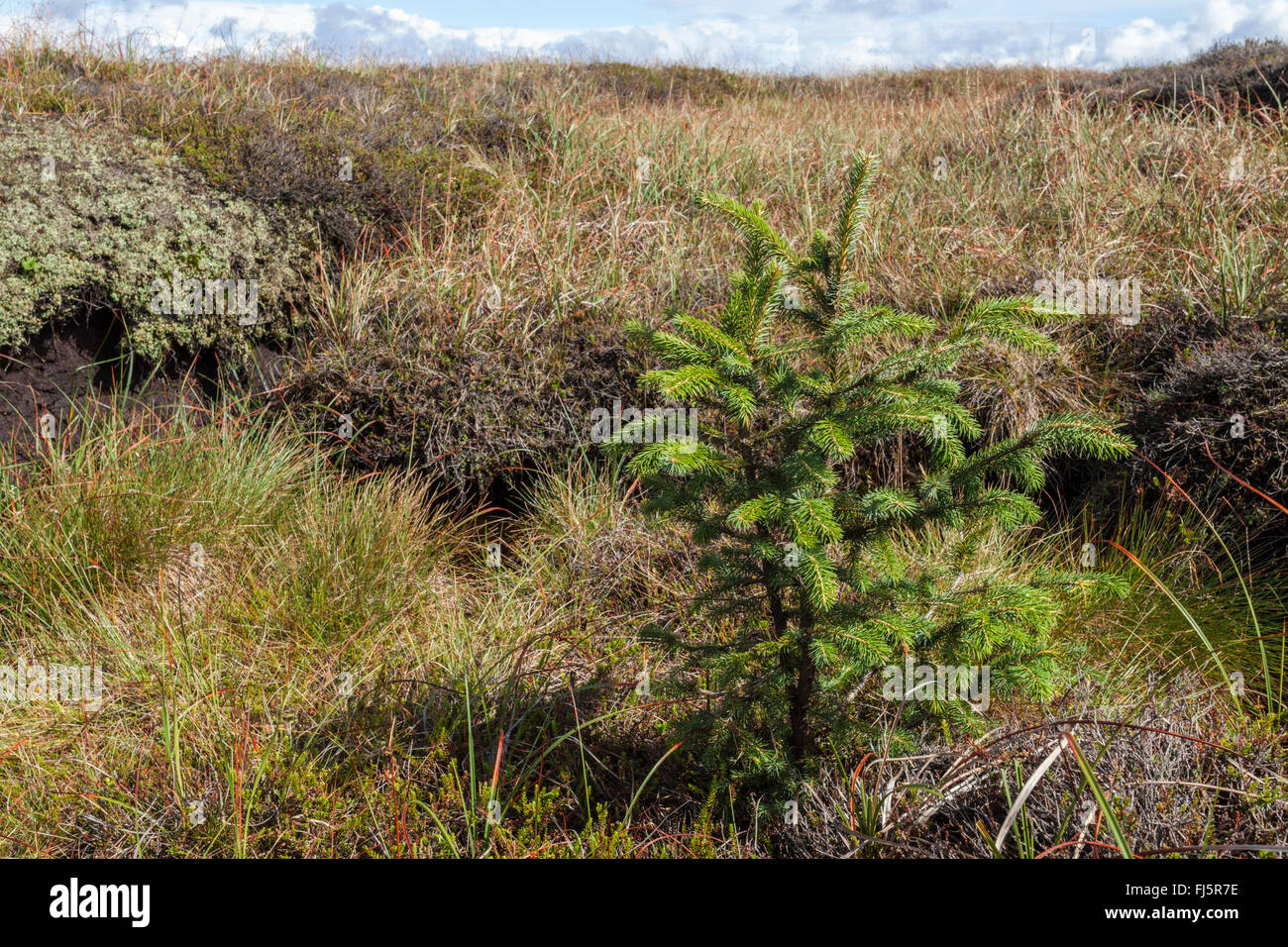 Planting trees uk hires stock photography and images Alamy