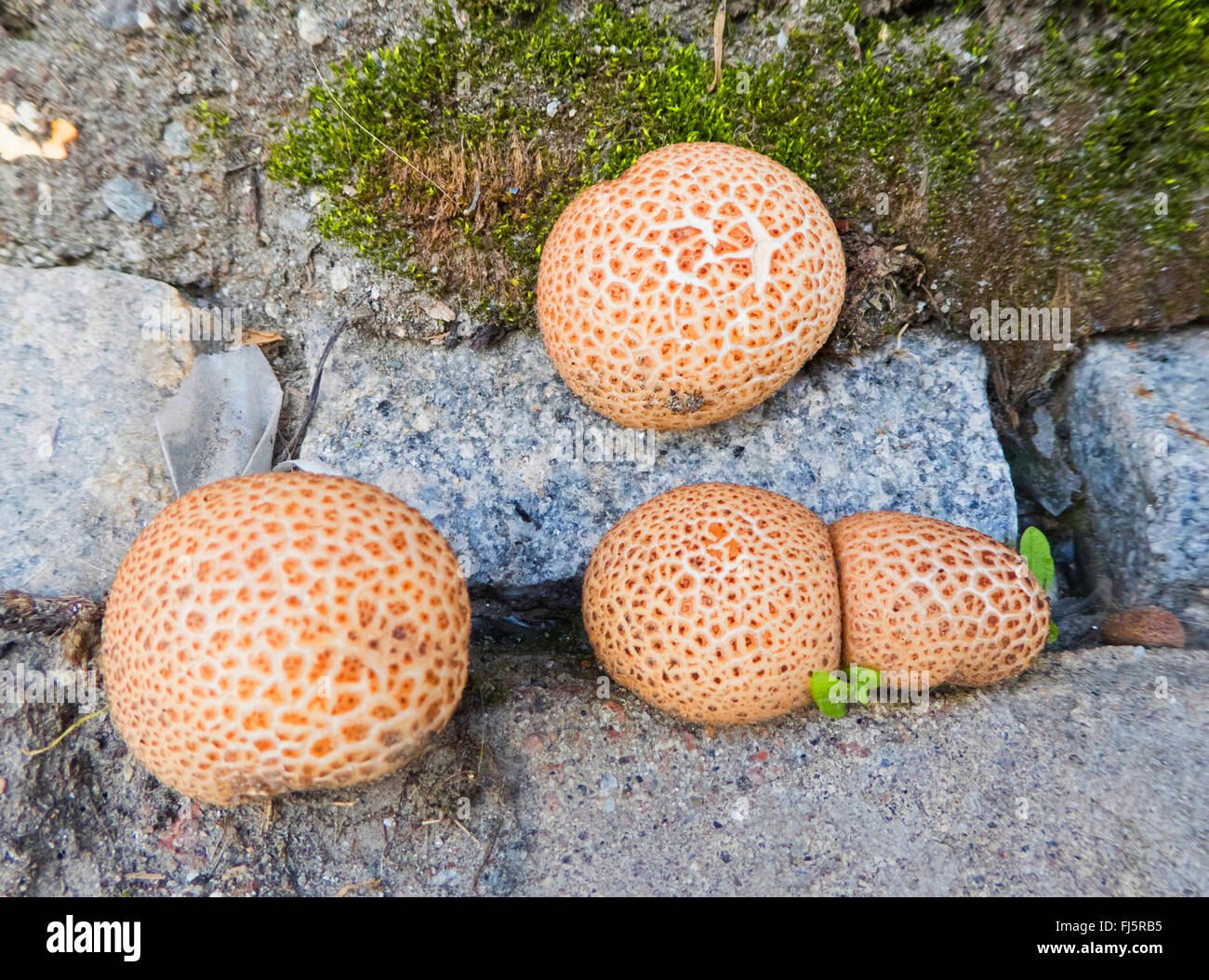 common earthball (Scleroderma citrinum), common earthballs at wayside, Norway, Troms Stock Photo