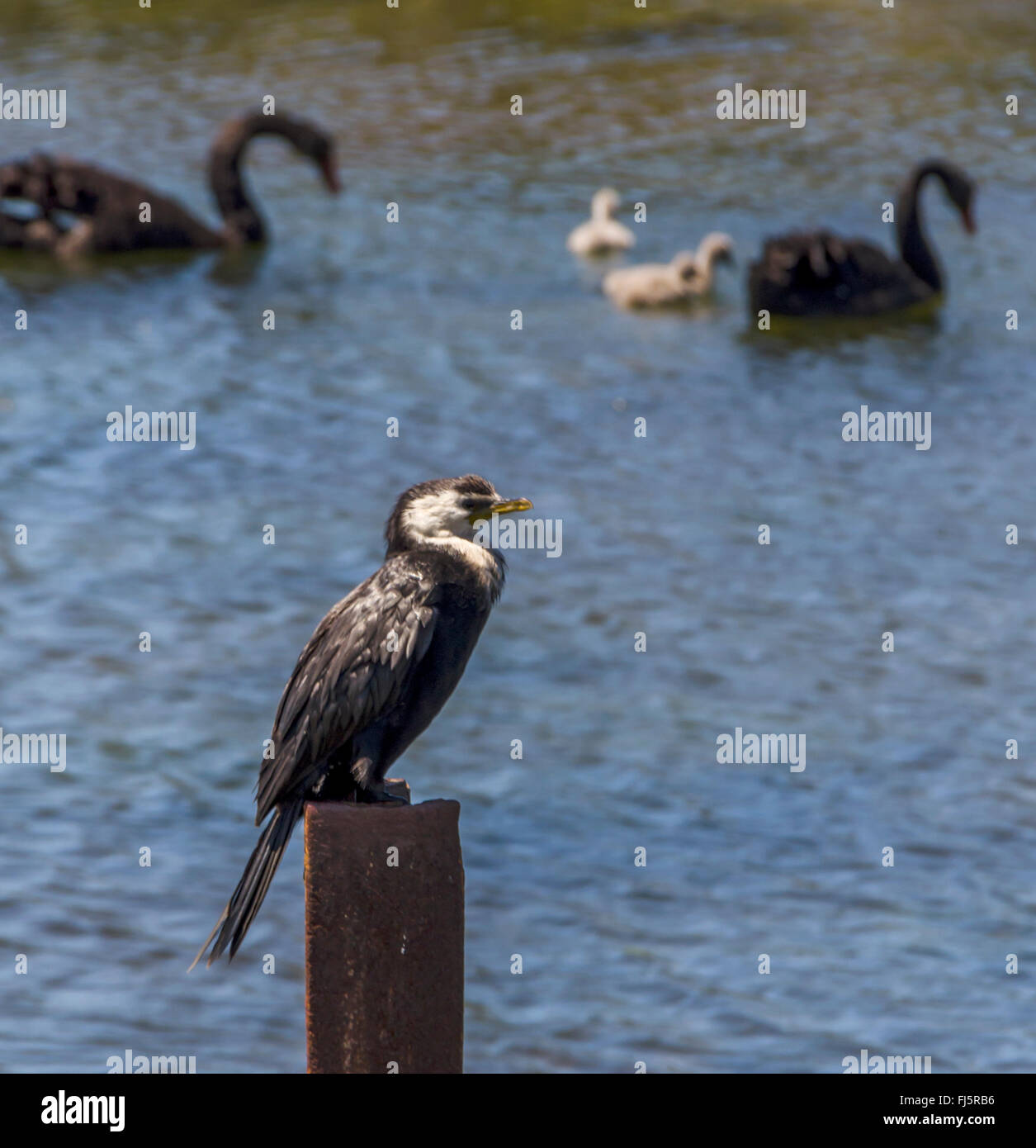 A Great Cormorant sitting on a post in a pond in North Island New Zealand NZ (Phalacrocorax carbo) Stock Photo
