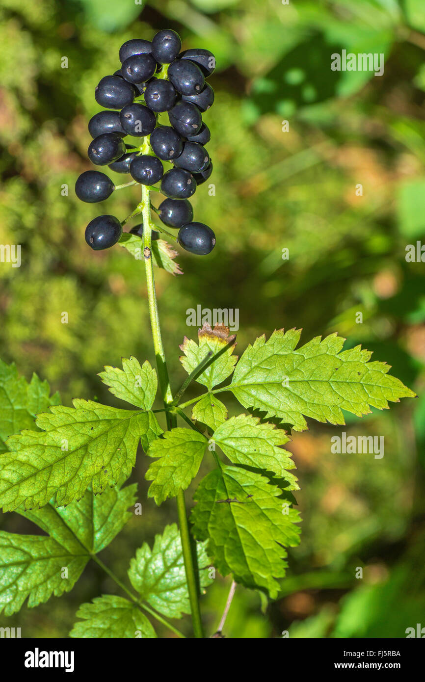 baneberry (Actaea spicata), with ripe  fruits, Germany, Bavaria, Oberbayern, Upper Bavaria Stock Photo