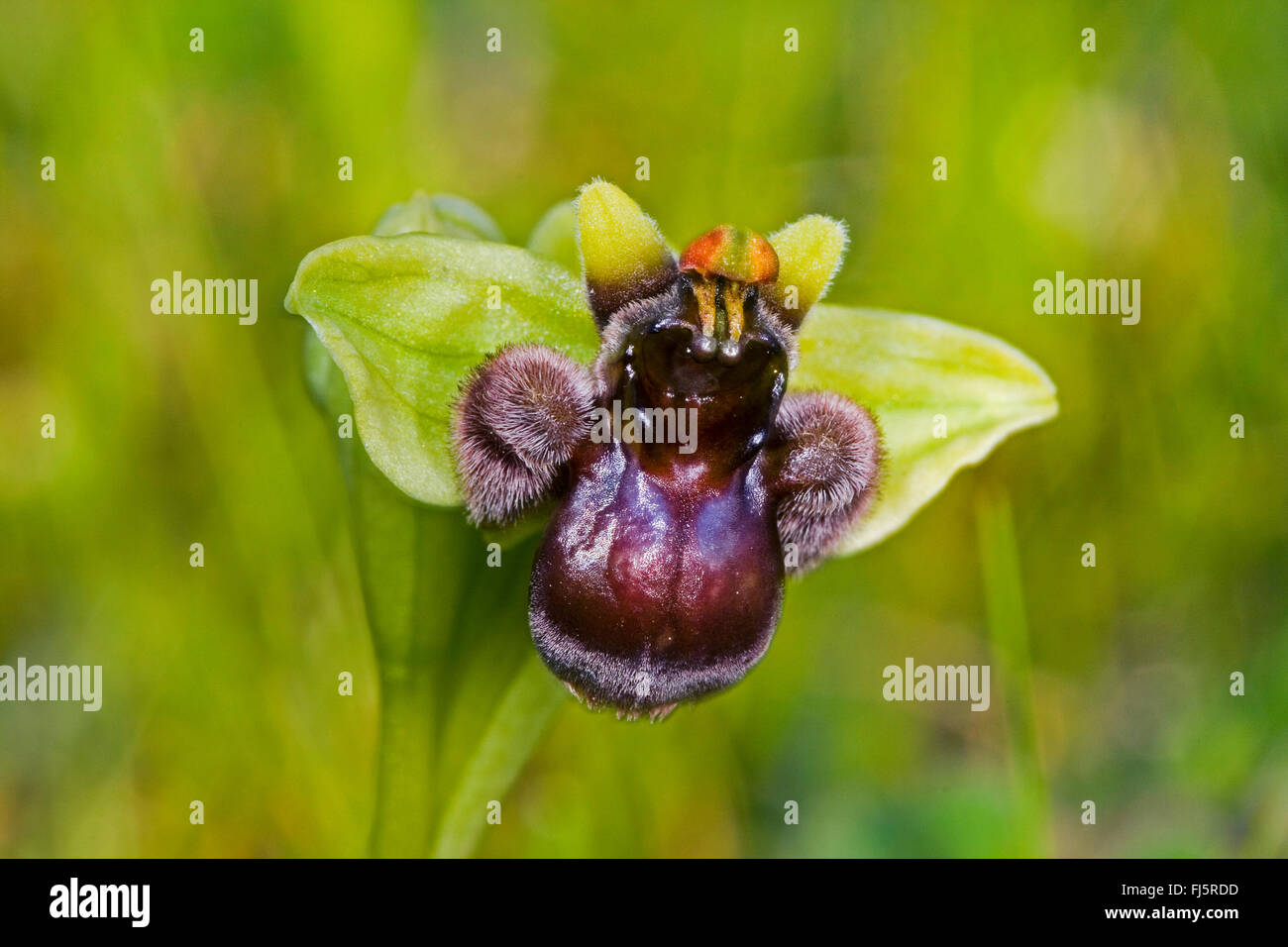 silky fowered ophrys (Ophrys bombyliflora), flower Stock Photo