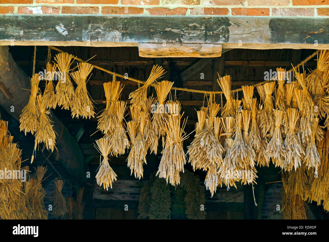 bread wheat, cultivated wheat (Triticum aestivum), dried wheat sheaves as decoration in a farmhouse, Germany, Lower Saxony, Ammerland Stock Photo