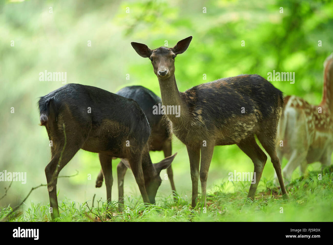 Black fallow deer deals