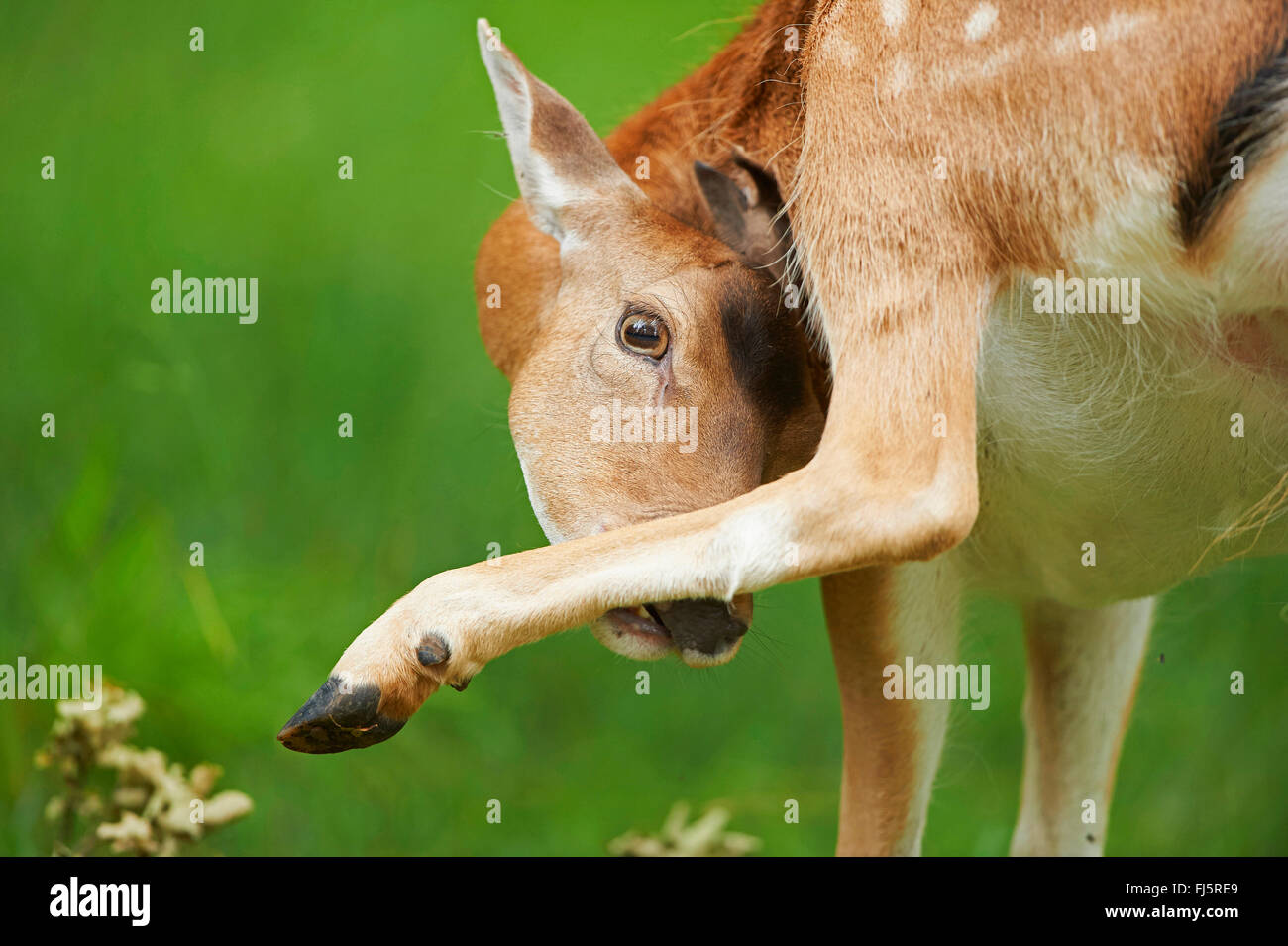 fallow deer (Dama dama, Cervus dama), haves a scratch, Germany, Bavaria Stock Photo