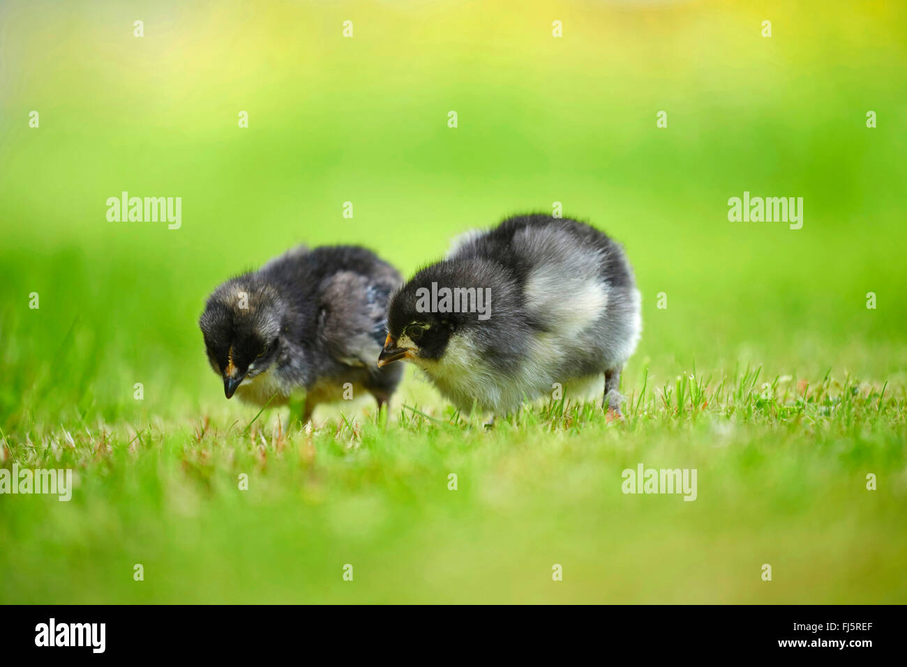 domestic fowl (Gallus gallus f. domestica), two chicks in a meadow, Germany Stock Photo