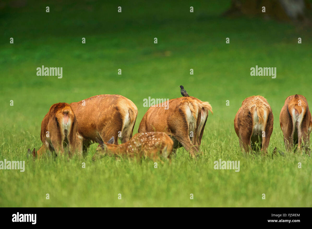 Herd from back hires stock photography and images Alamy