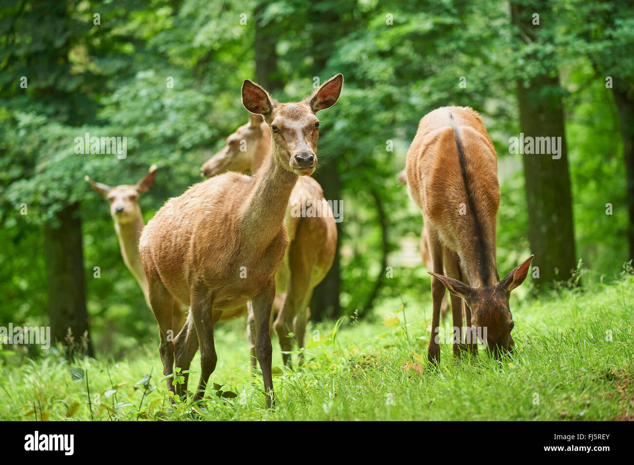 red deer (Cervus elaphus), hinds on a clearing, Germany, Bavaria Stock Photo