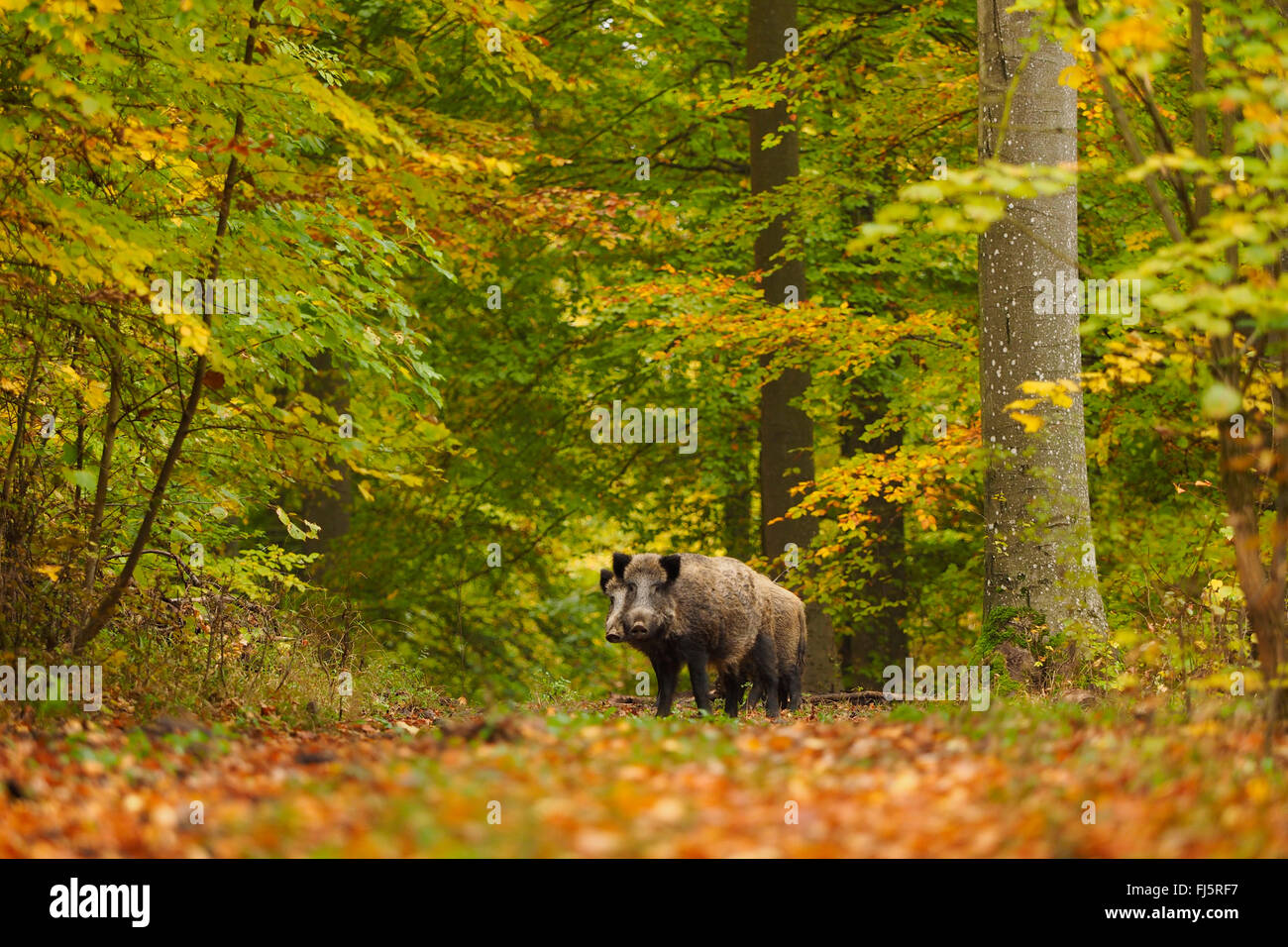 wild boar, pig, wild boar (Sus scrofa), wild boars in autumn forest, Germany, Baden-Wuerttemberg Stock Photo