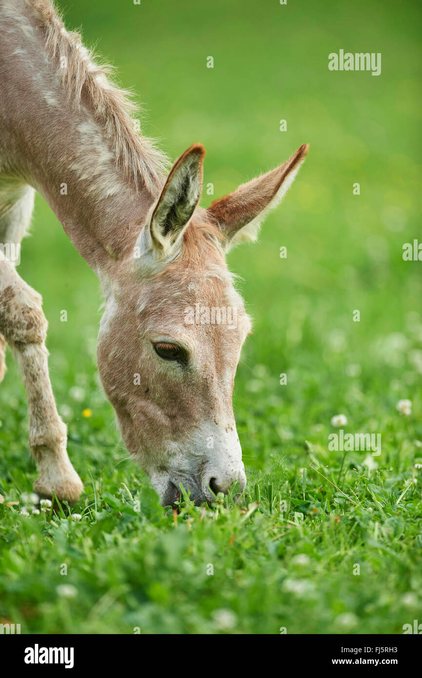 Domestic donkey (Equus asinus asinus), eight hours old donkey foal in a meadow, Germany Stock Photo