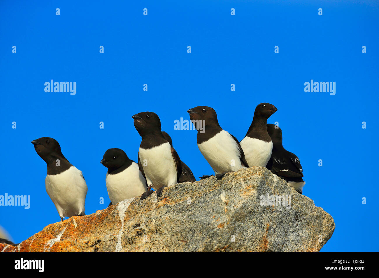 little auk (Alle alle), on a stone, Norway, Svalbard Stock Photo