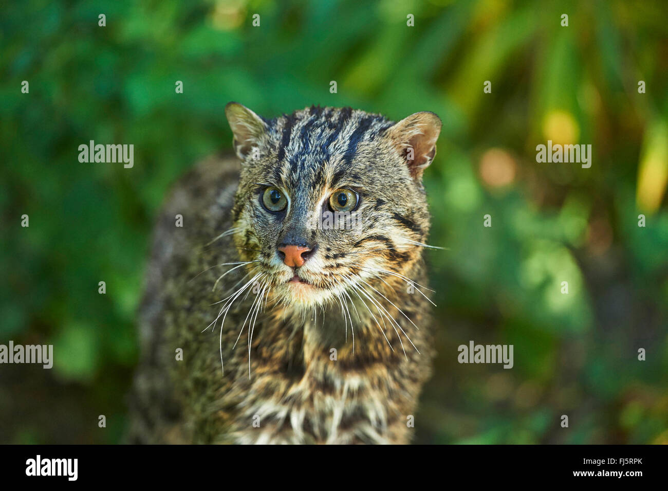 Fishing cat, Yu mao (Prionailurus viverrinus, Felis viverrinus), portrait Stock Photo