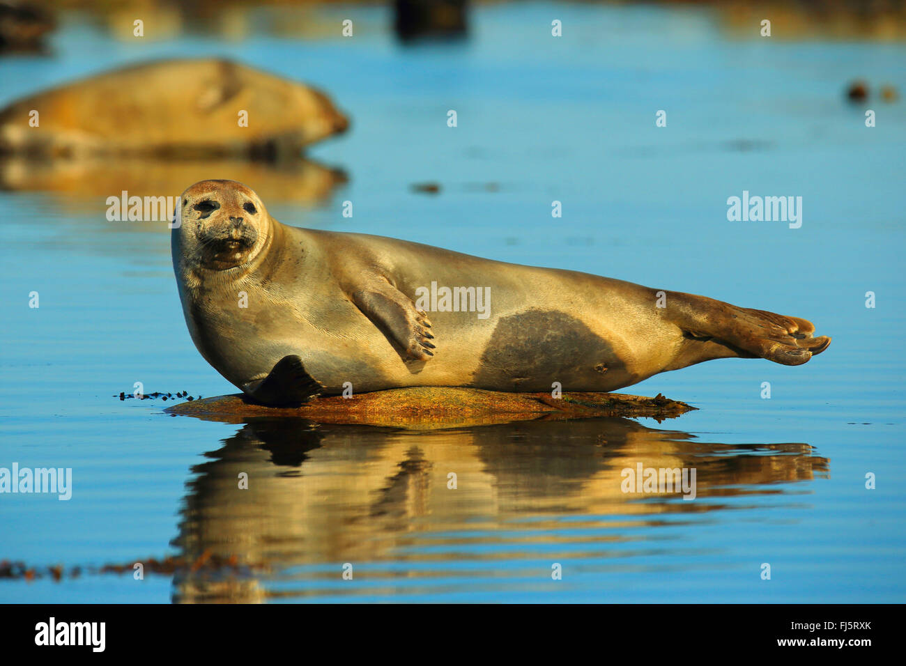 harbor seal, common seal (Phoca vitulina), lys on a stone in water, Norway, Svalbard, Magdalenenfjord Stock Photo