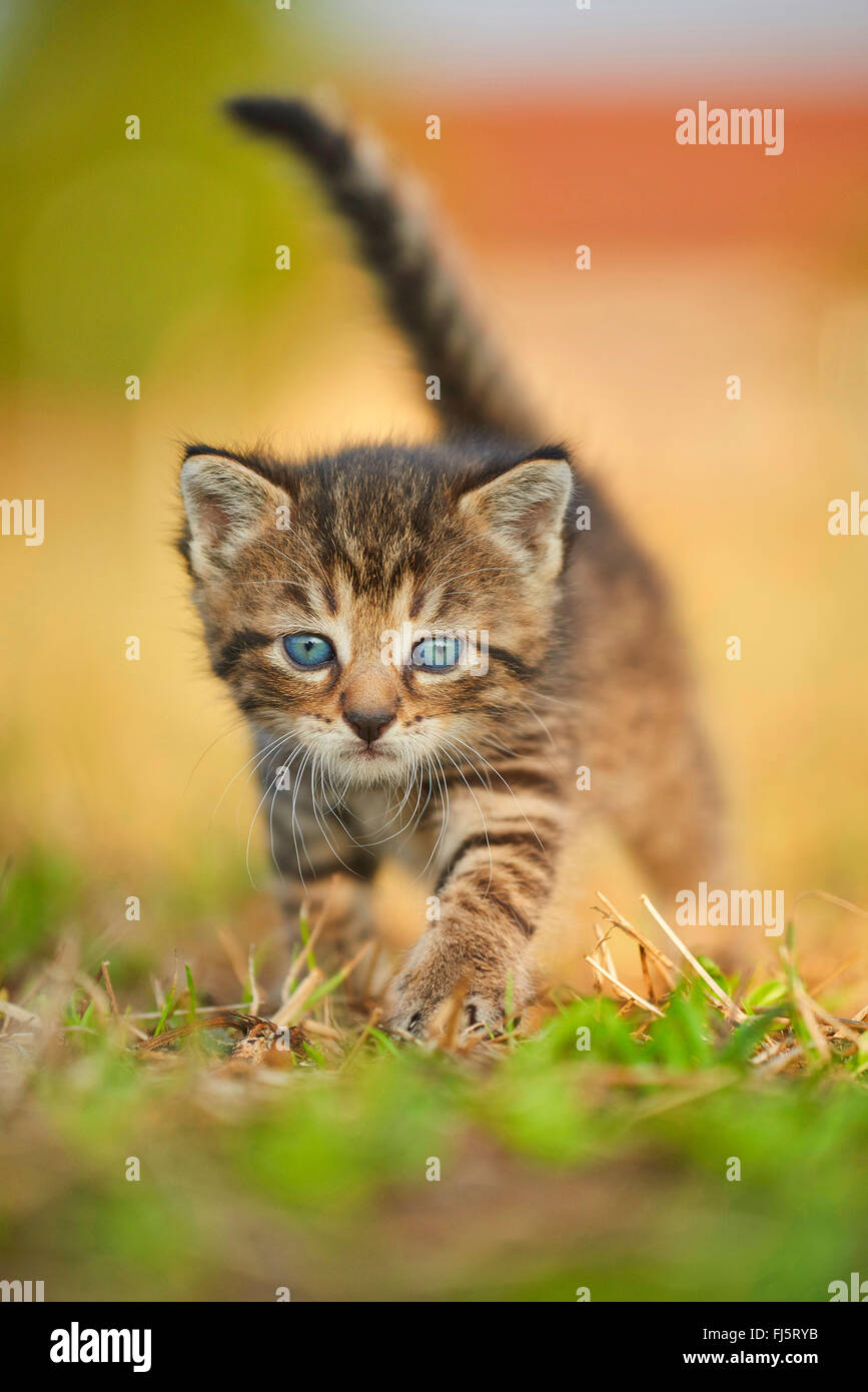 Domestic Cat House Cat Felis Silvestris F Catus Five Weeks Old