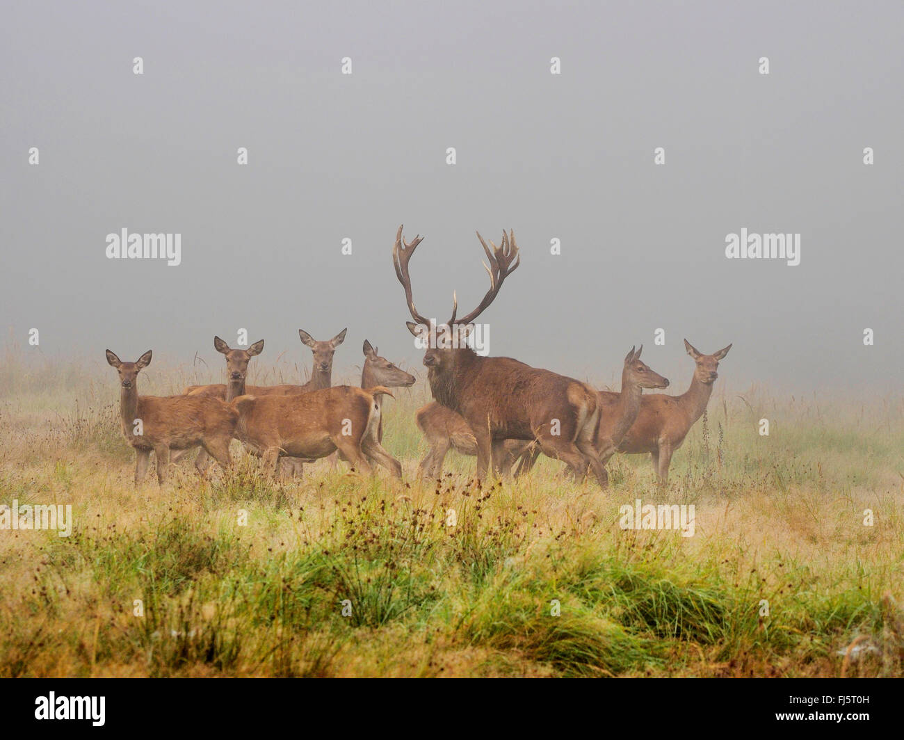 red deer (Cervus elaphus), alpha male with hinds in rutting season, Germany, Saxony Stock Photo