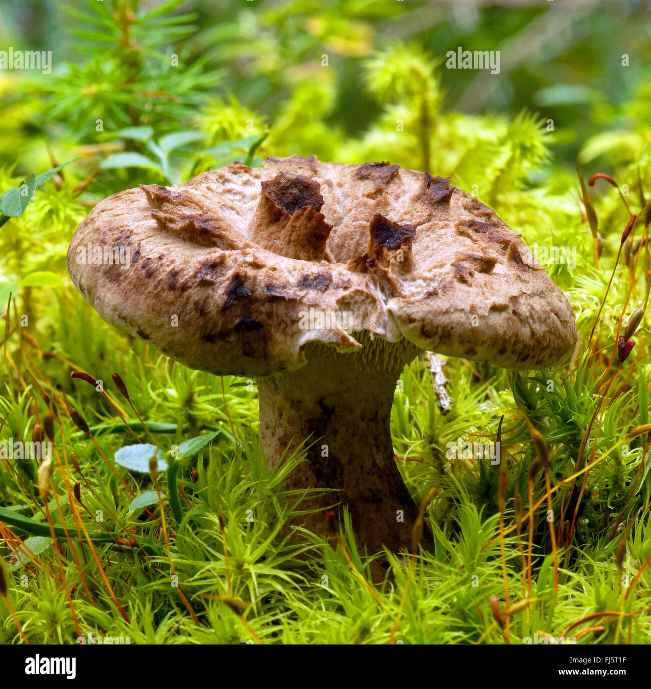 scaly tooth (Sarcodon imbricatus), fruiting body in moss, Italy, South Tyrol, Dolomites Stock Photo