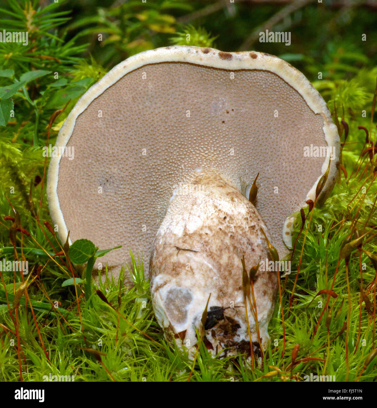 scaly tooth (Sarcodon imbricatus), fruiting body from below, Italy, South Tyrol, Dolomites Stock Photo