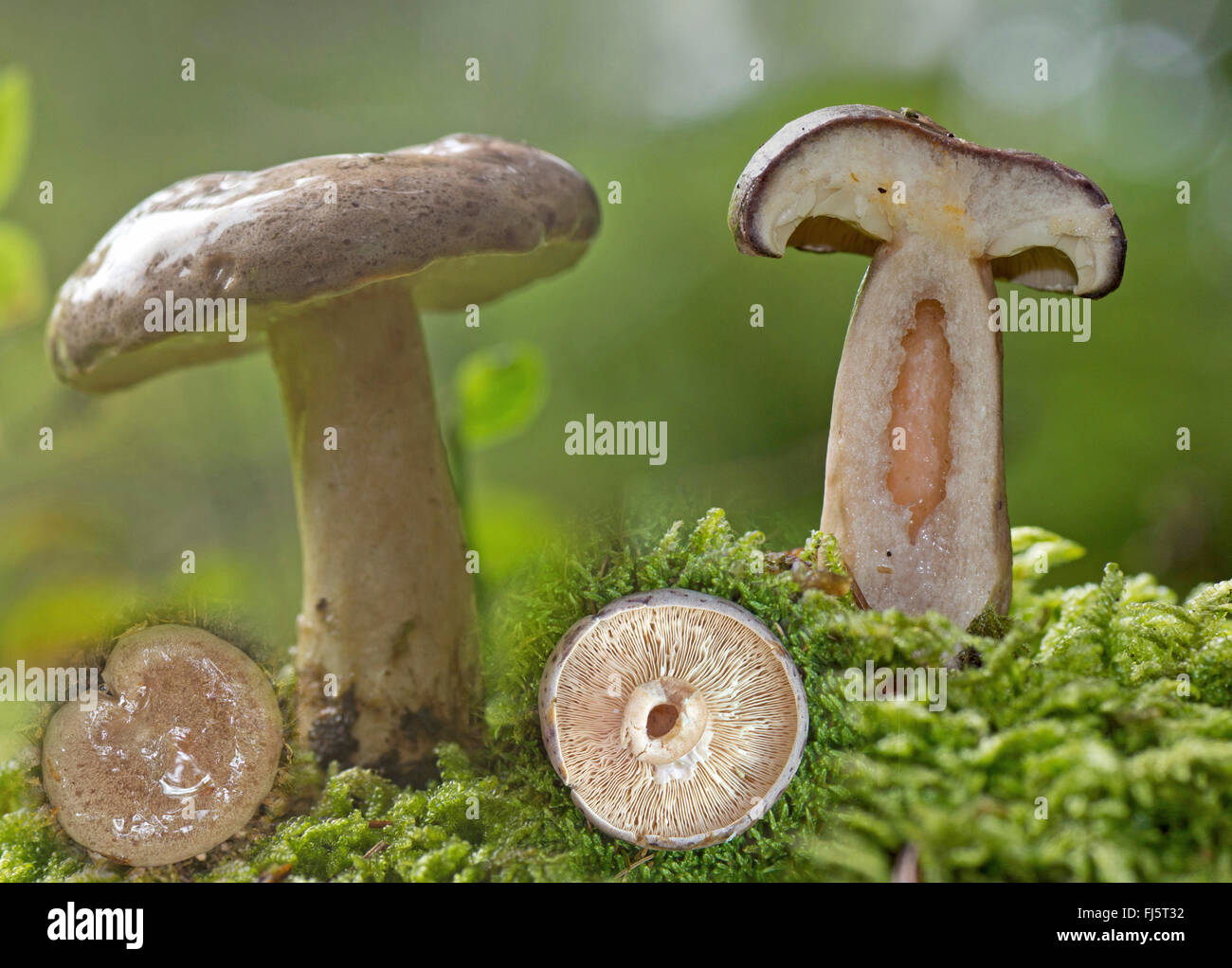 beech milkcap (Lactarius blennius), fruiting bodies halved an from different views, Germany, Bavaria, Oberbayern, Upper Bavaria Stock Photo