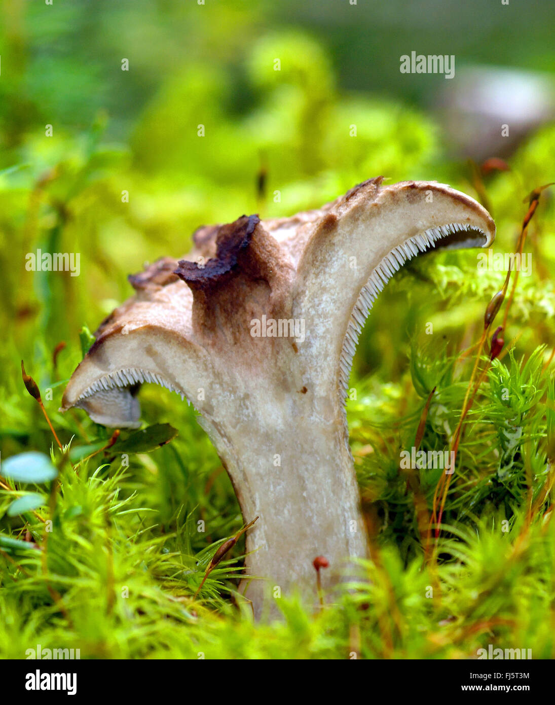 scaly tooth (Sarcodon imbricatus), halved fruiting body in moss, Italy, South Tyrol, Dolomites Stock Photo