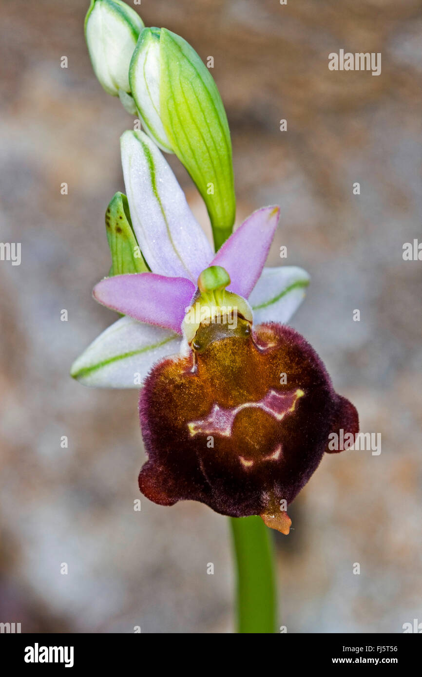 Shield Ophrys (Ophrys biscutella, Ophrys crabronifera ssp. biscutella, Ophrys crabronifera ssp. pollinensis), flower, Italy Stock Photo