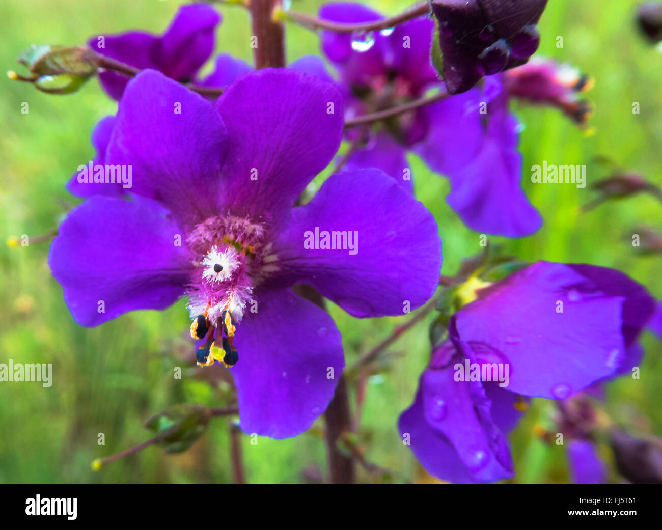 purple mullein, ornamental mullein (Verbascum phoeniceum), flowers, Austria, Burgenland Stock Photo