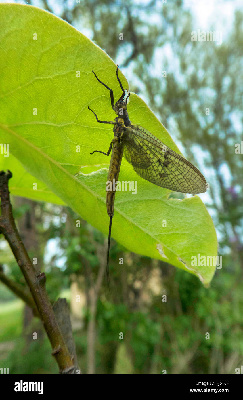 Mayfly under leaf ephemera spec hi-res stock photography and images - Alamy