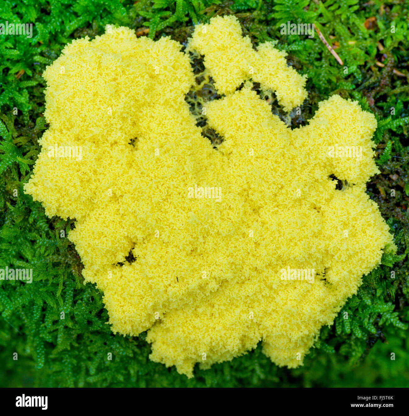 scrambled egg slime, flowers of tan (Fuligo septica), on moss, Bavaria, Oberbayern, Upper Bavaria, Alpenvorland Stock Photo