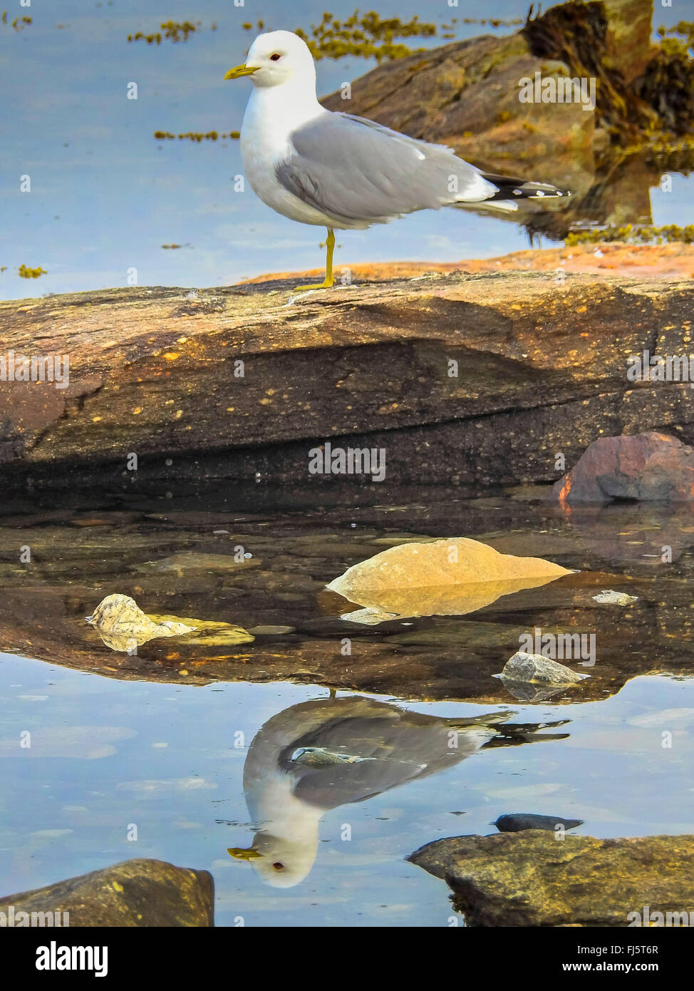mew gull (Larus canus), standing on one leg on a stone, mirroring in water, Norway, Troms Stock Photo