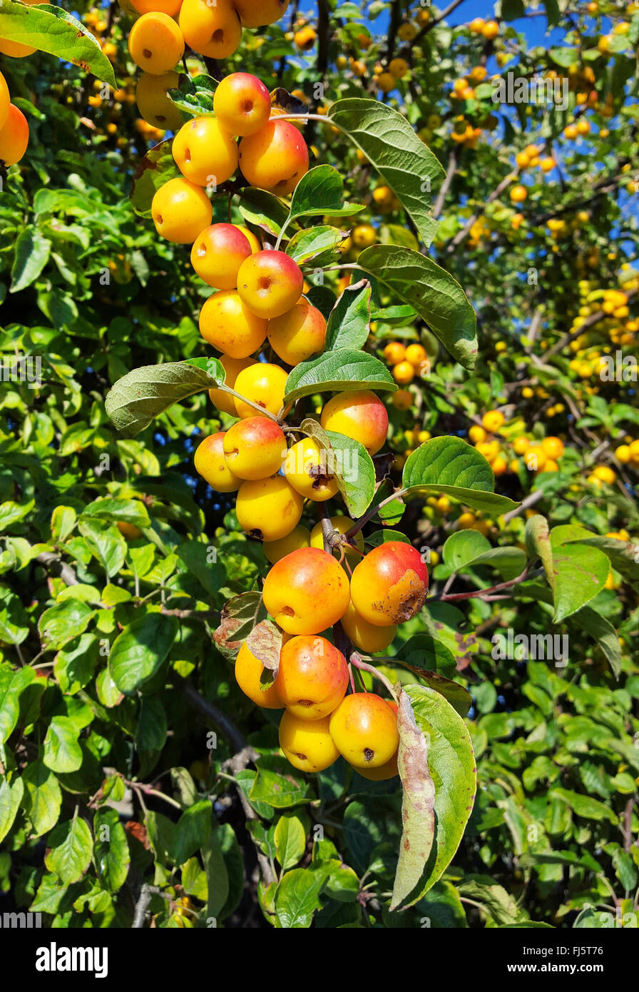 Toringo CrabApple, Toringo Crab apple (Malus x zumi 'Golden
