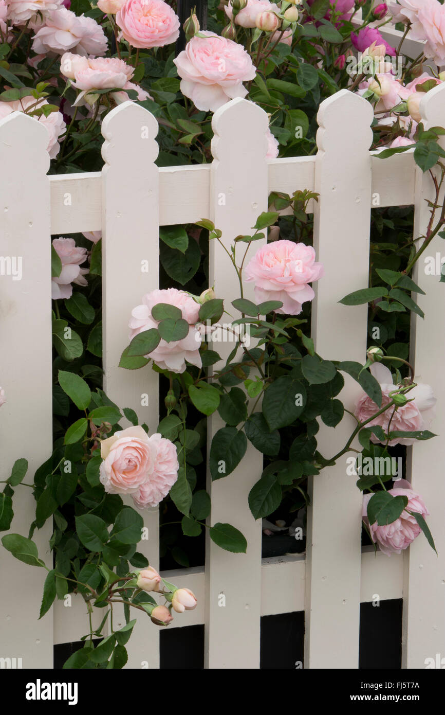 Rosa rose ' Gentle Hermione ' English roses growing and flowering through a white picket garden fence in summer - rose border in flower summer - UK Stock Photo