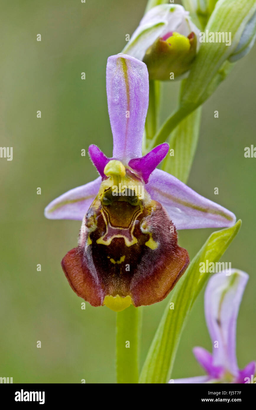 later spider orchid (Ophrys holoserica, Ophrys holosericea, Ophrys fuciflora), flower, Germany Stock Photo