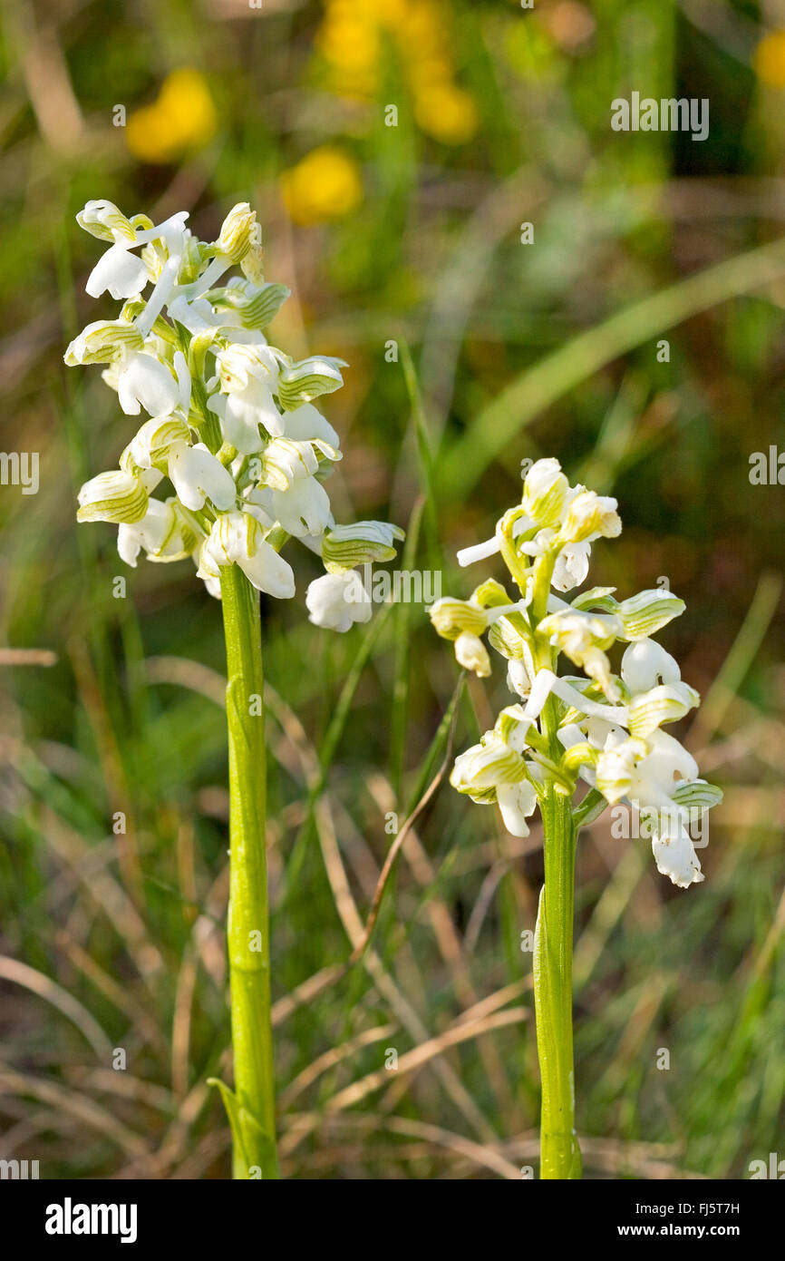 Green-winged orchid, Green-veined orchid (Orchis morio, Anacamptis morio), with white flowers, Germany Stock Photo