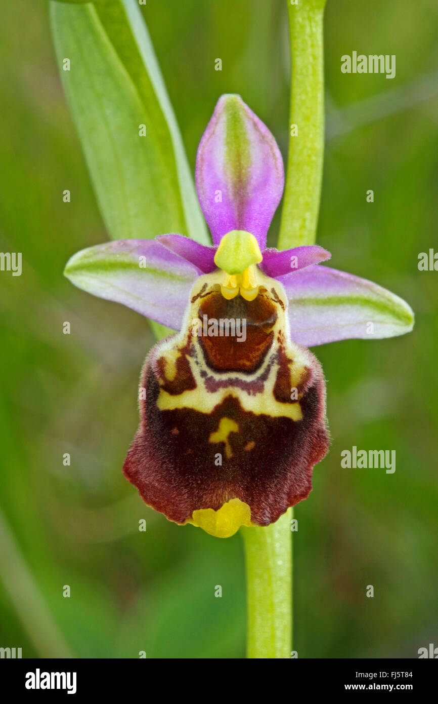 later spider orchid (Ophrys holoserica, Ophrys holosericea, Ophrys fuciflora), flower, Germany Stock Photo