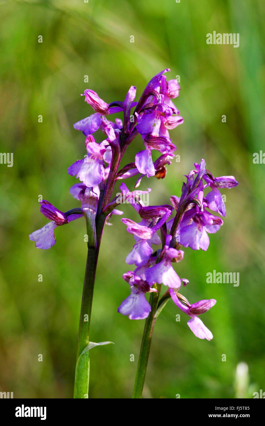 Green-winged orchid, Green-veined orchid (Orchis morio, Anacamptis morio), inflorescences, Germany Stock Photo