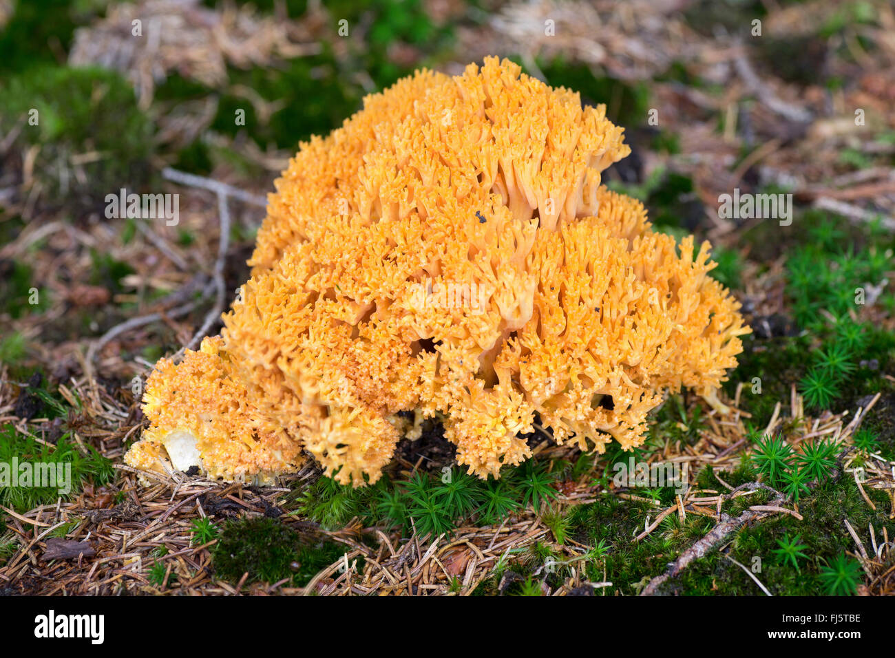 Coral Mushroom (Ramaria spec.), Germany, Bavaria, Oberbayern, Upper Bavaria Stock Photo