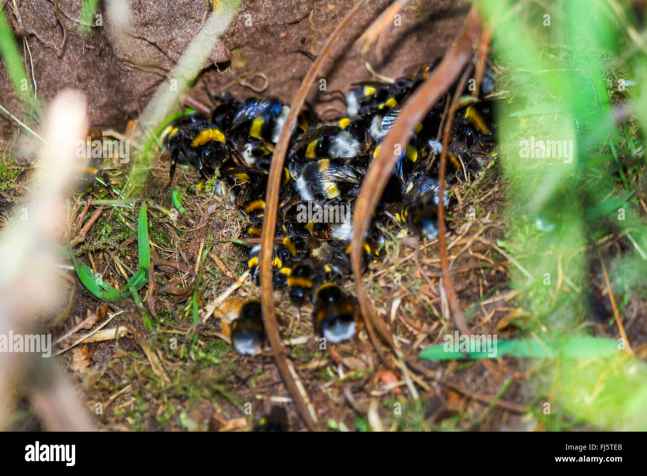 buff-tailed bumble bee (Bombus terrestris), destroyed nest of buff-tailed bumble bees, Germany, Mecklenburg-Western Pomerania Stock Photo