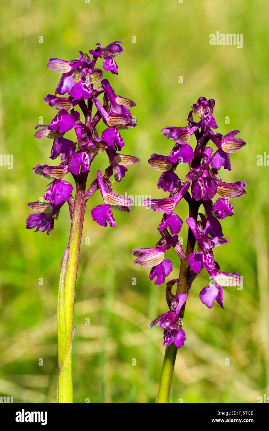 Green-winged orchid, Green-veined orchid (Orchis morio, Anacamptis morio), inflorescences, Germany Stock Photo