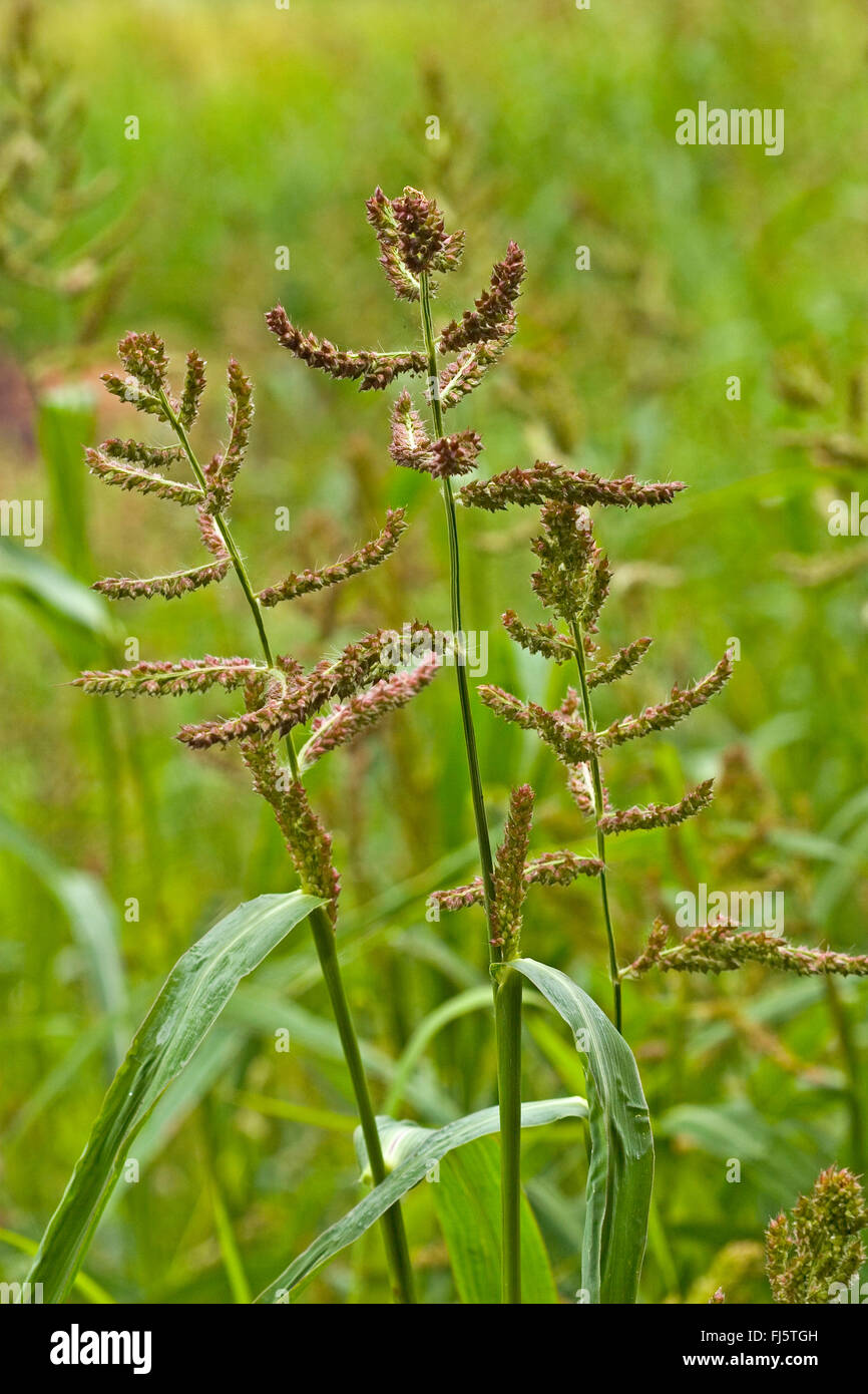 barnyard grass, cockspur grass (Echinochloa crus-galli, Echinochloa crusgalli), blooming, Germany Stock Photo