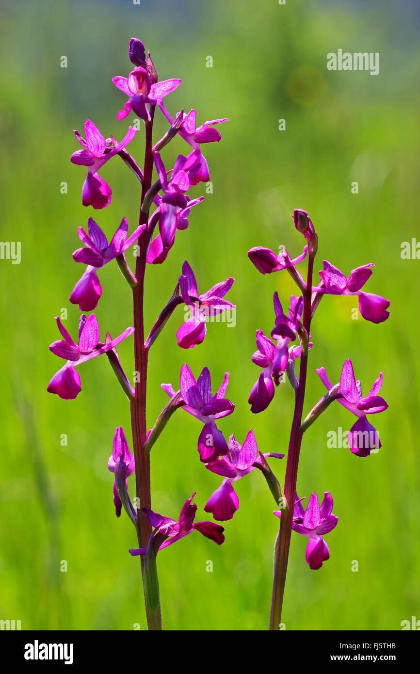 Laxflowered Orchid, LooseFlowered Orchid, Greenwinged Meadow Orchid
