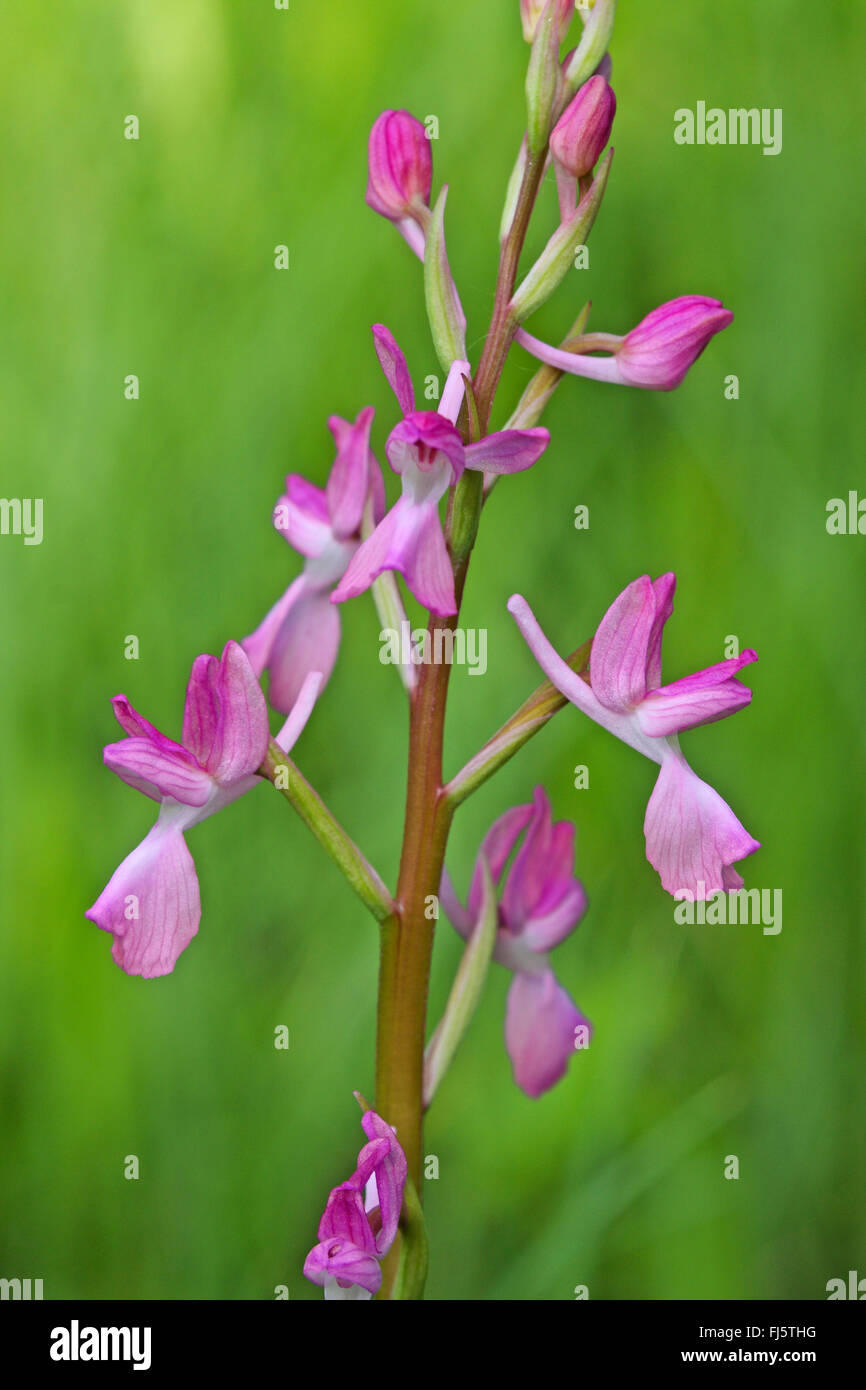 Lax-flowered Orchid, Loose-Flowered Orchid, Green-winged Meadow Orchid (Orchis laxiflora, Anacamptis laxiflora), inflorescence Stock Photo