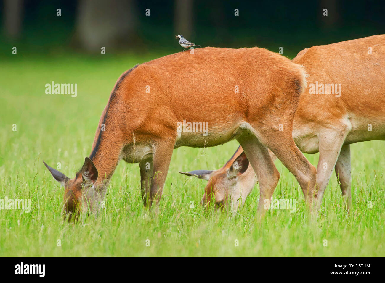 red deer (Cervus elaphus), two grazing red deer does, Germany, Bavaria