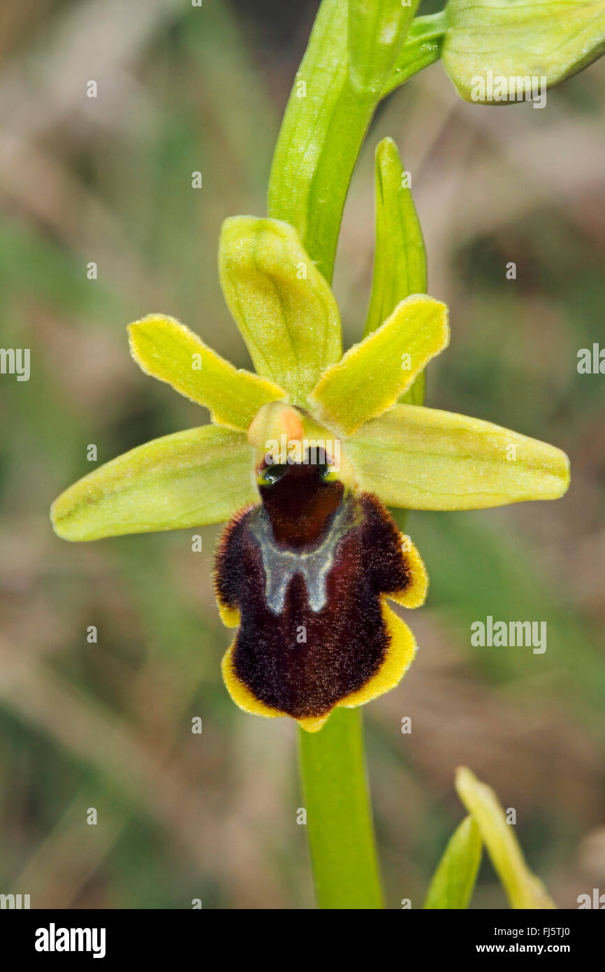 small spider ophrys (Ophrys araneola), single flower Stock Photo