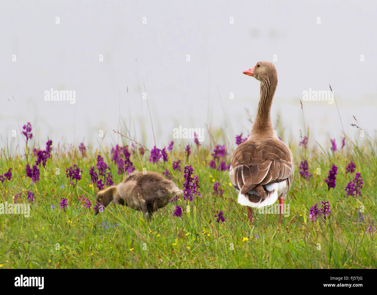 greylag goose (Anser anser), watchful greylag goose mother in an orchid meadow, Austria, Burgenland Stock Photo
