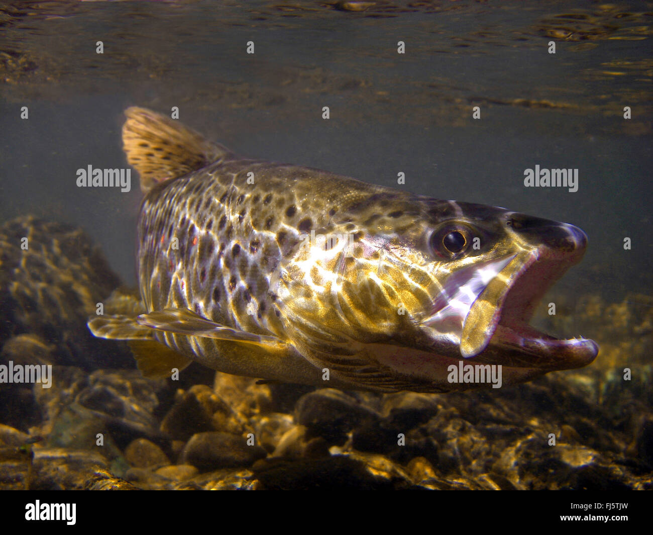 Trout habitat hires stock photography and images Alamy
