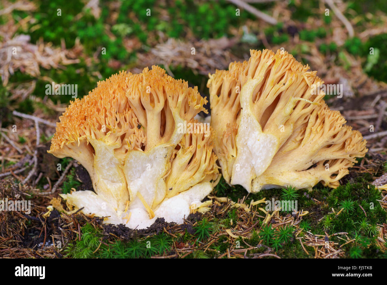 Coral Mushroom (Ramaria spec.), bisected, Germany, Bavaria, Oberbayern, Upper Bavaria Stock Photo