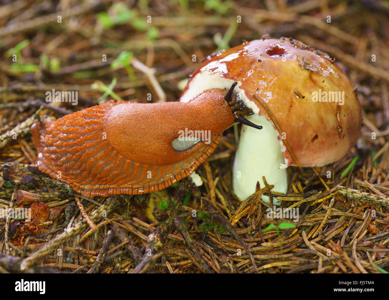 Large red slug, Greater red slug, Chocolate arion (Arion rufus, Arion ater, Arion ater ssp. rufus), feeding on a mushroom, Germany, Bavaria, Oberbayern, Upper Bavaria Stock Photo