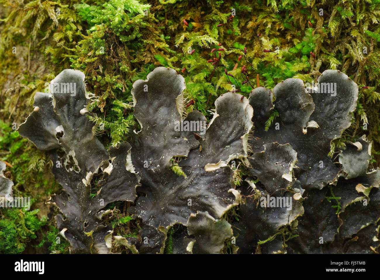 Liverwort (Peltigera spec.), with moss, Germany, Bavaria, Oberbayern, Upper Bavaria Stock Photo