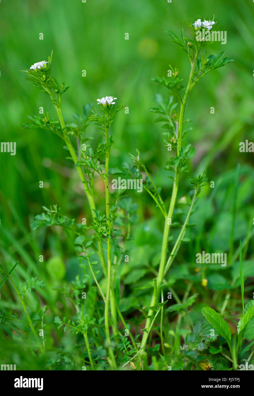wavy bitter-cress (Cardamine flexuosa), blooming, Germany, Bavaria, Oberbayern, Upper Bavaria Stock Photo