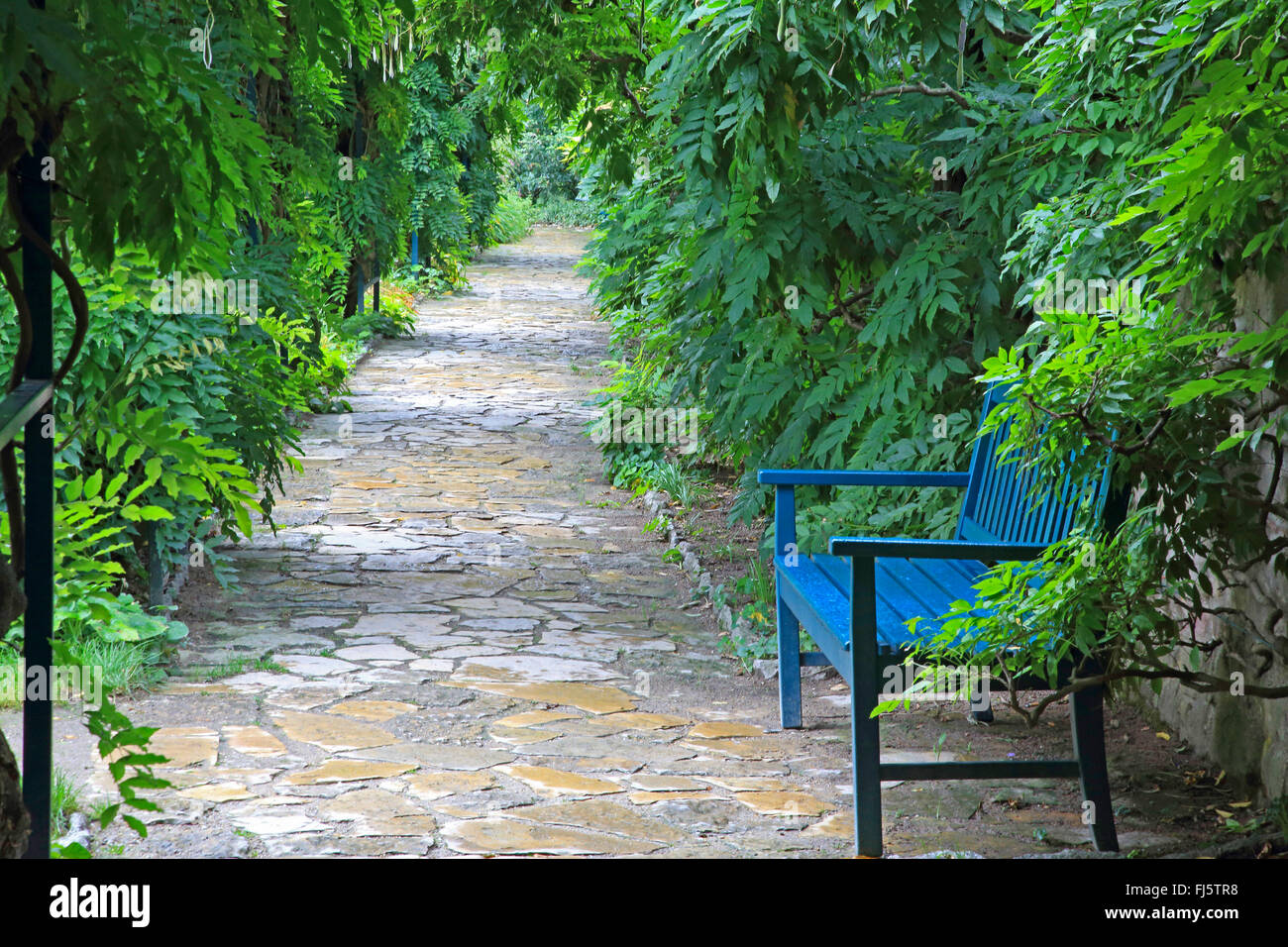 Japanese wisteria (Wisteria floribunda, Wisteria brachybotrys), fruiting in autumn with blue bench, Germany Stock Photo