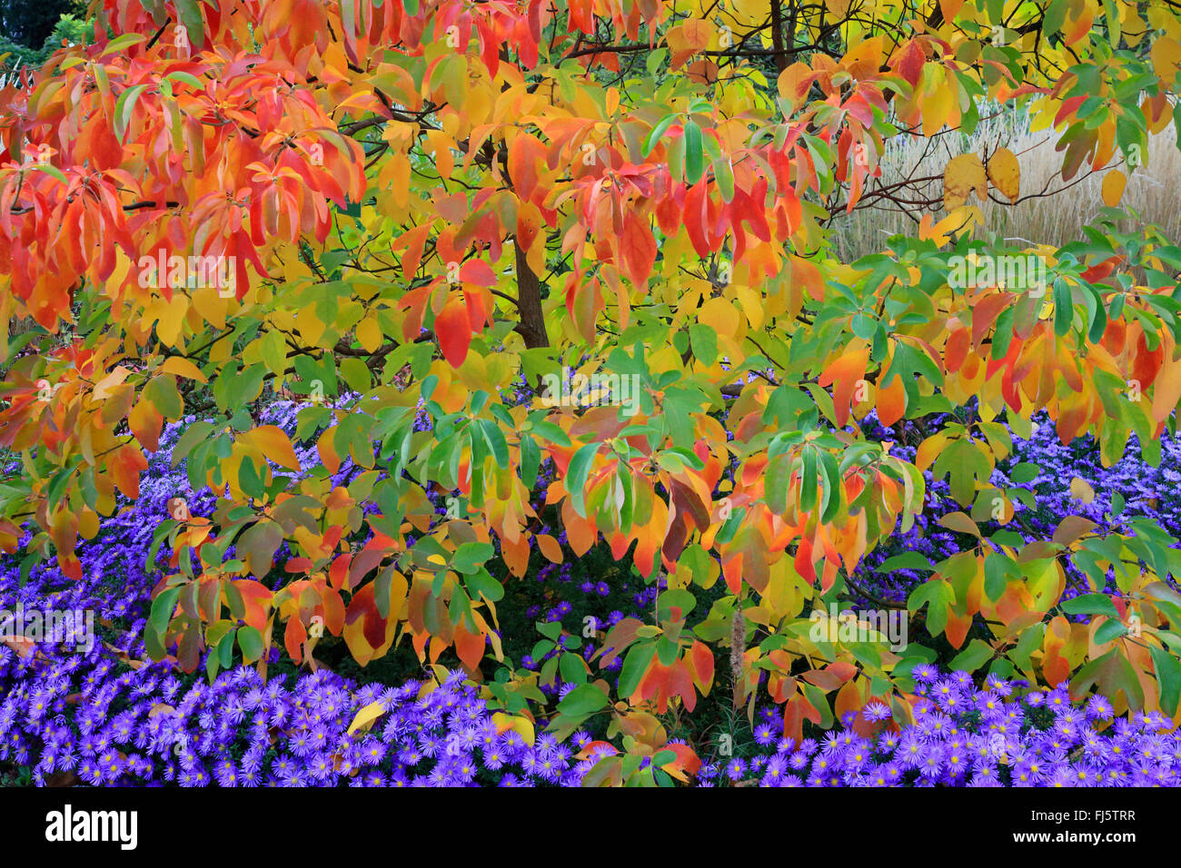 sassafras (Sassafras albidum), in autumn with asters, Germany Stock Photo