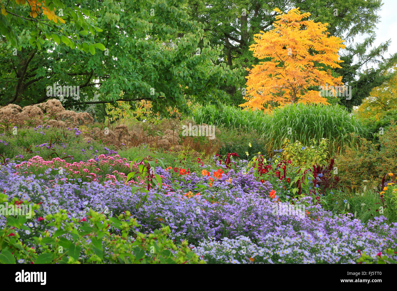 gardenb with autumn asters, Germany Stock Photo